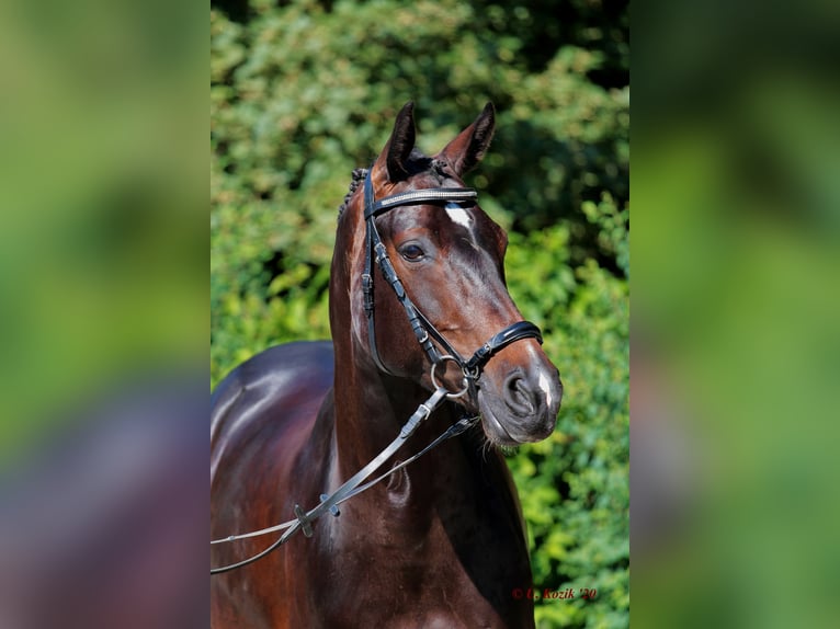 Oldenburger Springpferd Stute 11 Jahre 163 cm Schwarzbrauner in Biblis