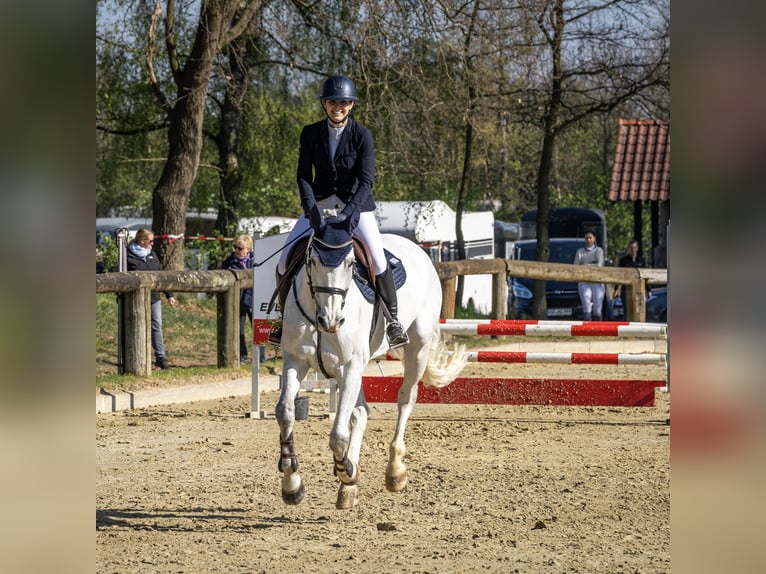 Oldenburger Springpferd Stute 11 Jahre 164 cm Schimmel in Rhede