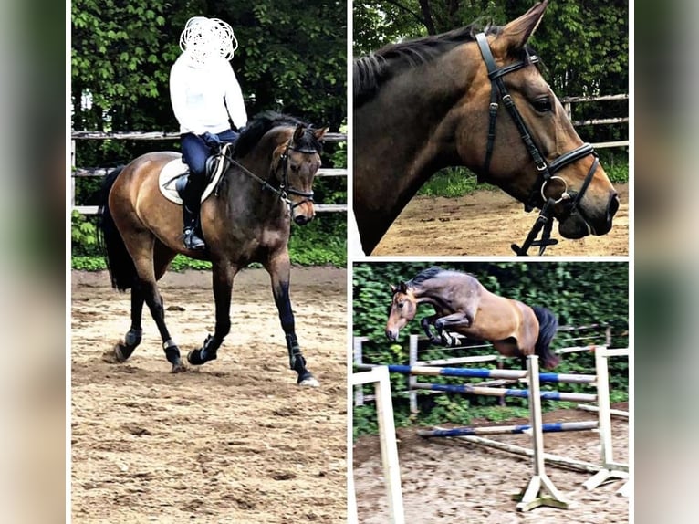 Oldenburger Springpferd Stute 11 Jahre 165 cm Dunkelfuchs in Trappenkamp
