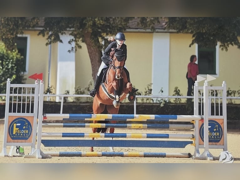 Oldenburger Springpferd Stute 11 Jahre 165 cm Dunkelfuchs in Pähl
