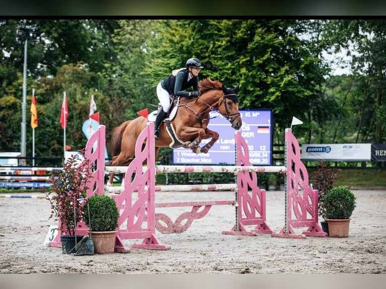 Oldenburger Springpferd Stute 11 Jahre 165 cm Fuchs in Winningen