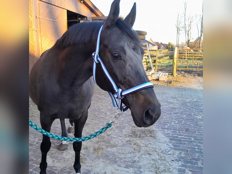 Oldenburger Springpferd Stute 11 Jahre 167 cm Dunkelbrauner in Garrel