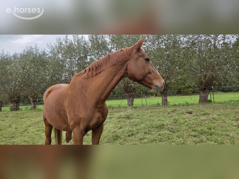Oldenburger Springpferd Stute 11 Jahre 167 cm Fuchs in Drachhausen