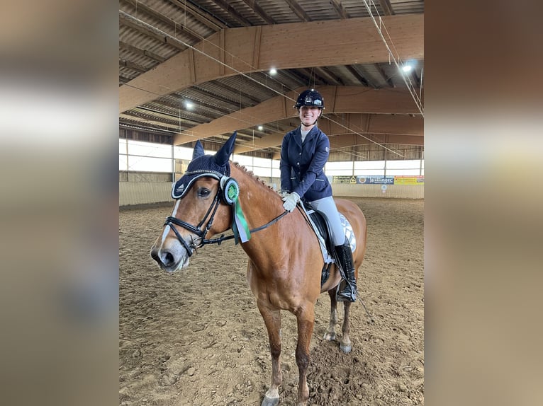 Oldenburger Springpferd Stute 11 Jahre 167 cm Fuchs in Vastorf