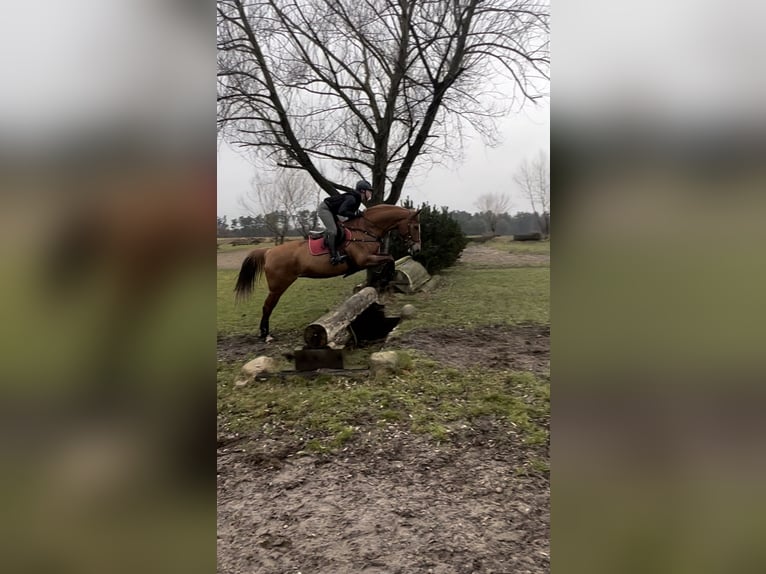 Oldenburger Springpferd Stute 11 Jahre 167 cm Fuchs in Vastorf