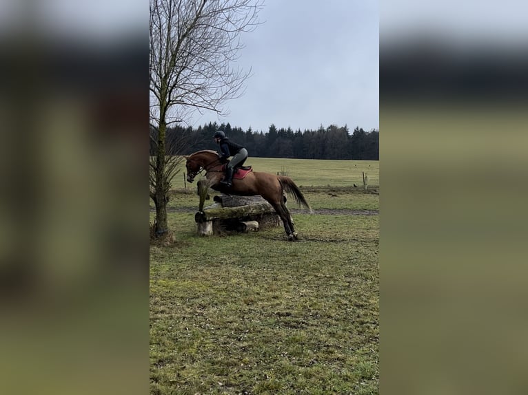 Oldenburger Springpferd Stute 11 Jahre 167 cm Fuchs in Vastorf