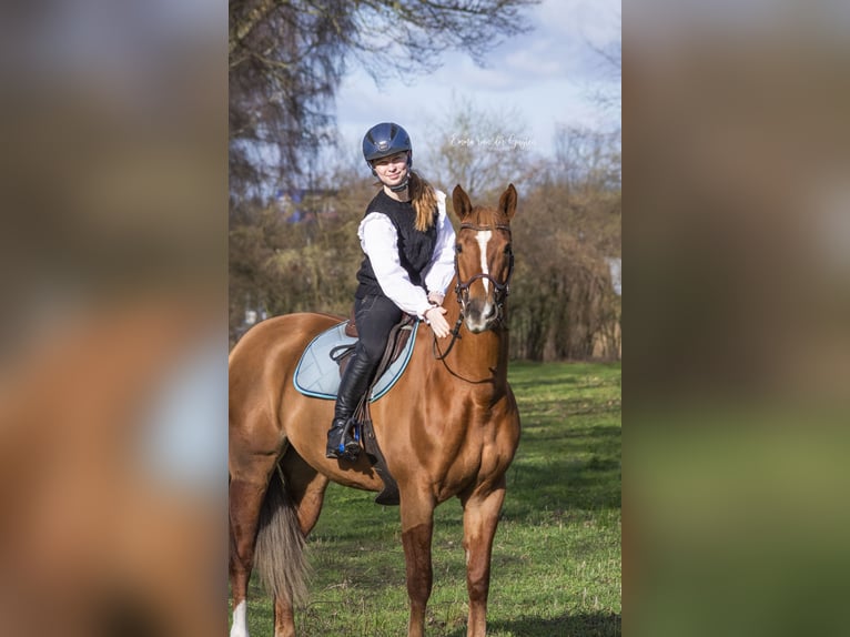 Oldenburger Springpferd Stute 11 Jahre 167 cm Fuchs in Vastorf