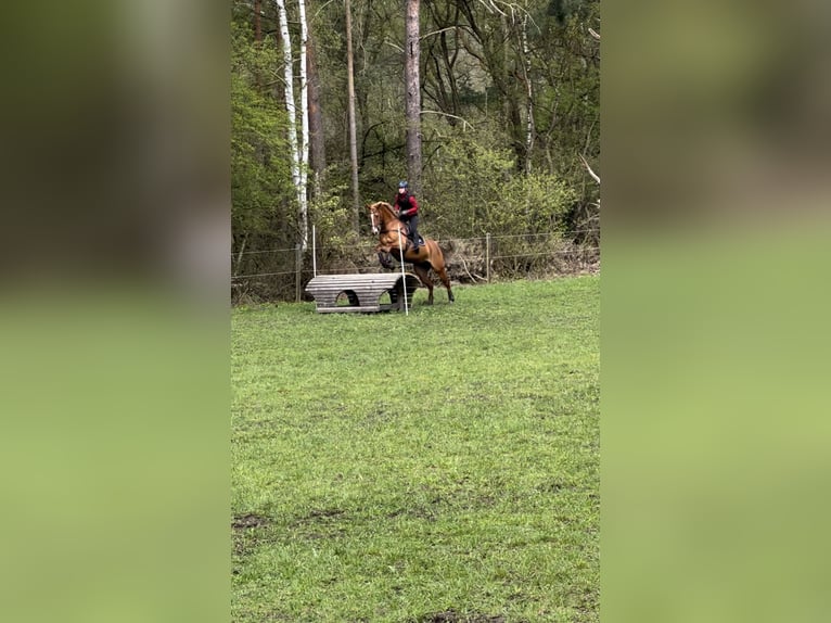 Oldenburger Springpferd Stute 11 Jahre 167 cm Fuchs in Vastorf