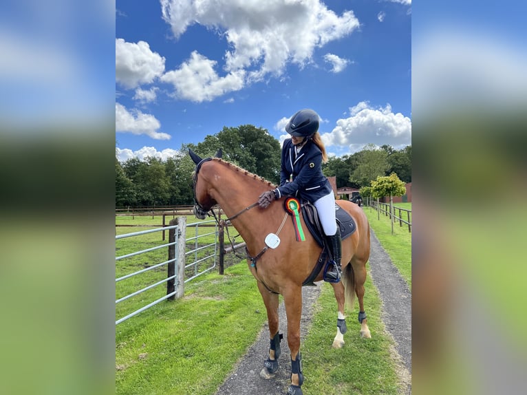 Oldenburger Springpferd Stute 11 Jahre 167 cm Fuchs in Vastorf