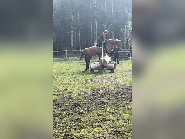 Oldenburger Springpferd Stute 11 Jahre 167 cm Fuchs in Vastorf