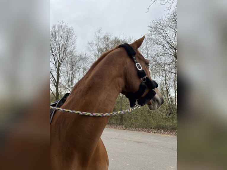 Oldenburger Springpferd Stute 11 Jahre 167 cm Fuchs in Vastorf