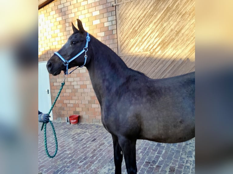 Oldenburger Springpferd Stute 11 Jahre 167 cm Schwarzbrauner in Garrel