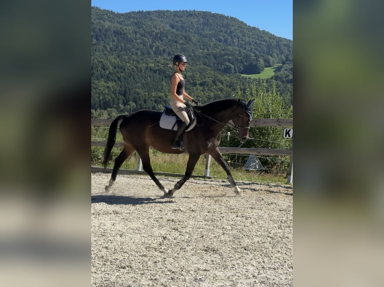 Oldenburger Springpferd Stute 11 Jahre 168 cm Dunkelbrauner in Schaufling
