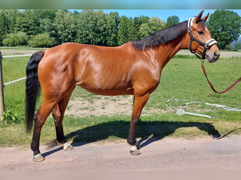 Oldenburger Springpferd Stute 11 Jahre 170 cm Brauner in Feldkirch