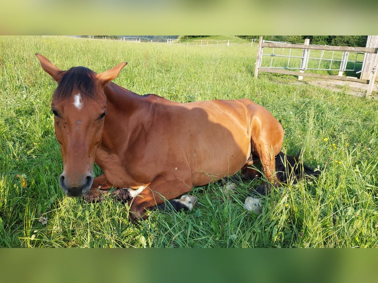Oldenburger Springpferd Stute 11 Jahre 170 cm Brauner in Feldkirch