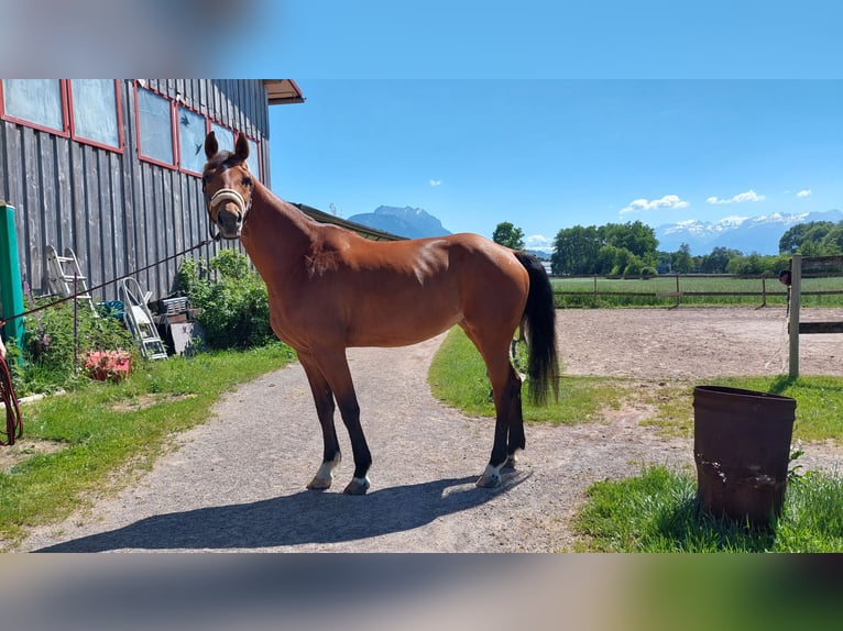 Oldenburger Springpferd Stute 11 Jahre 170 cm Brauner in Feldkirch