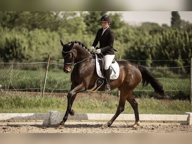 Oldenburger Springpferd Stute 11 Jahre 172 cm Schwarzbrauner in Heinsberg