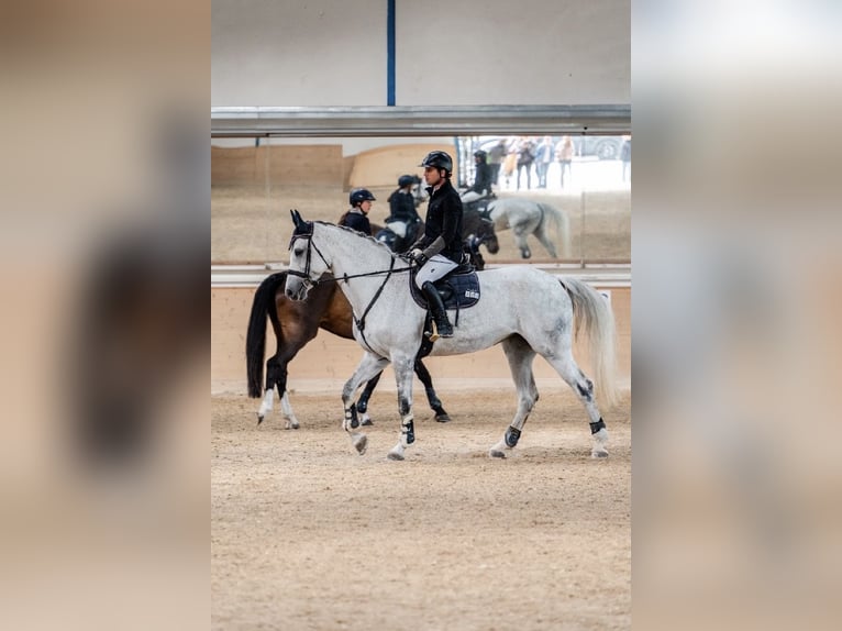 Oldenburger Springpferd Stute 11 Jahre 173 cm Apfelschimmel in Garching bei München