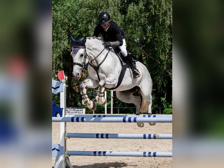 Oldenburger Springpferd Stute 11 Jahre 173 cm Apfelschimmel in Garching bei München