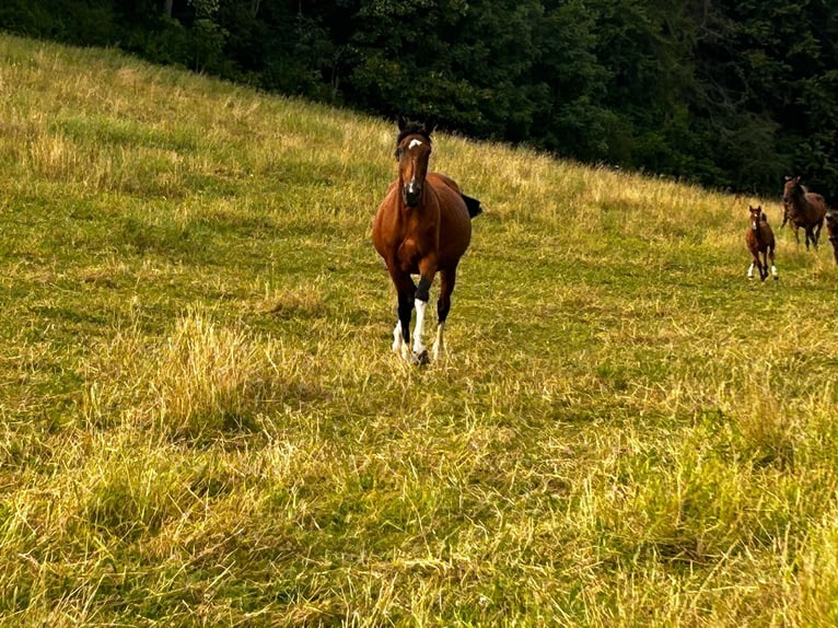 Oldenburger Springpferd Stute 11 Jahre 173 cm Brauner in Schimberg