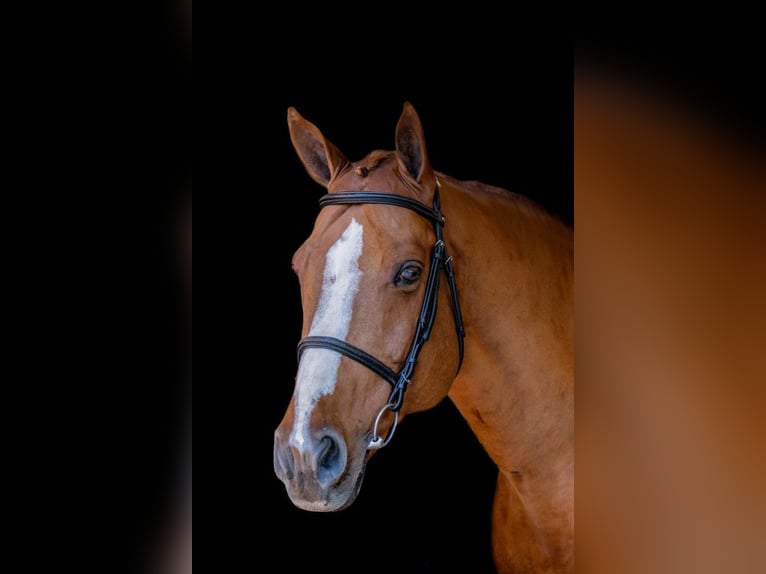 Oldenburger Springpferd Stute 11 Jahre 173 cm Brauner in RatingenRatingen