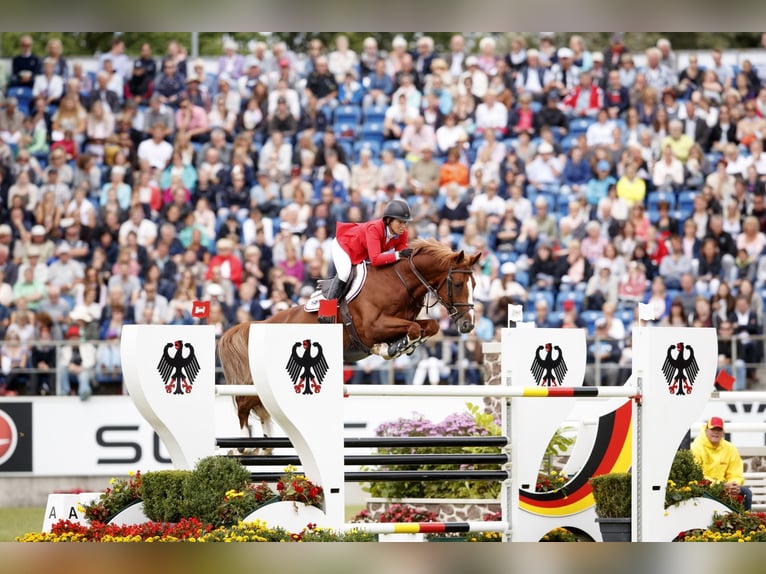 Oldenburger Springpferd Stute 11 Jahre 173 cm Brauner in RatingenRatingen
