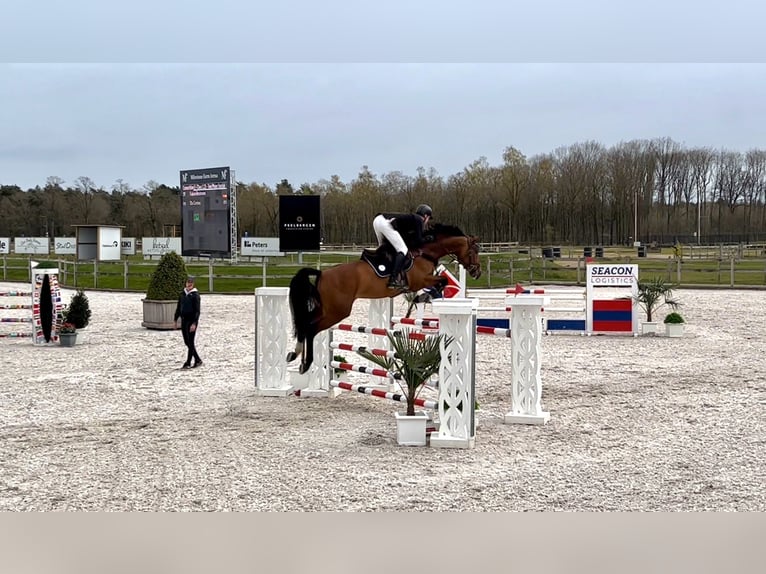 Oldenburger Springpferd Stute 11 Jahre 173 cm Brauner in RatingenRatingen