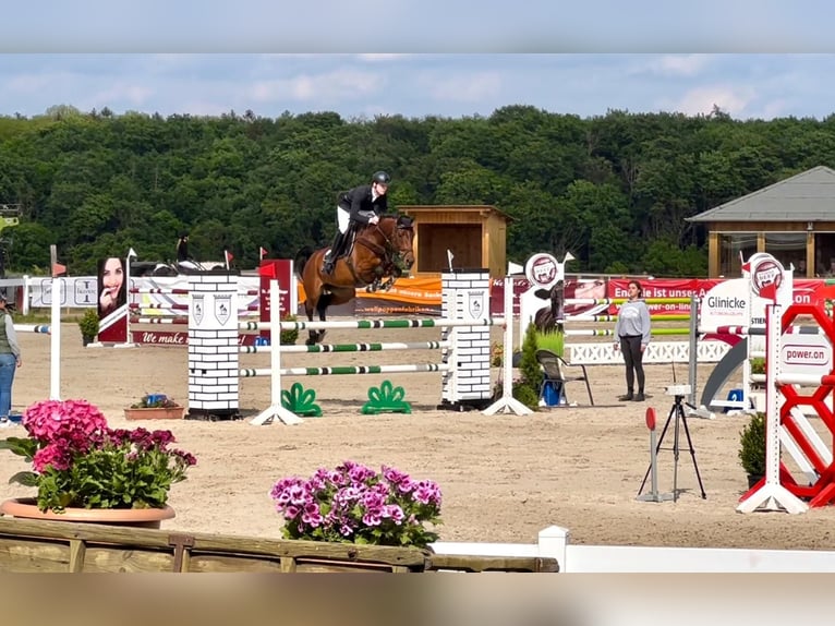 Oldenburger Springpferd Stute 11 Jahre 173 cm Brauner in RatingenRatingen