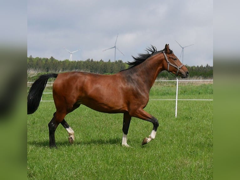 Oldenburger Springpferd Stute 11 Jahre 173 cm Brauner in RatingenRatingen