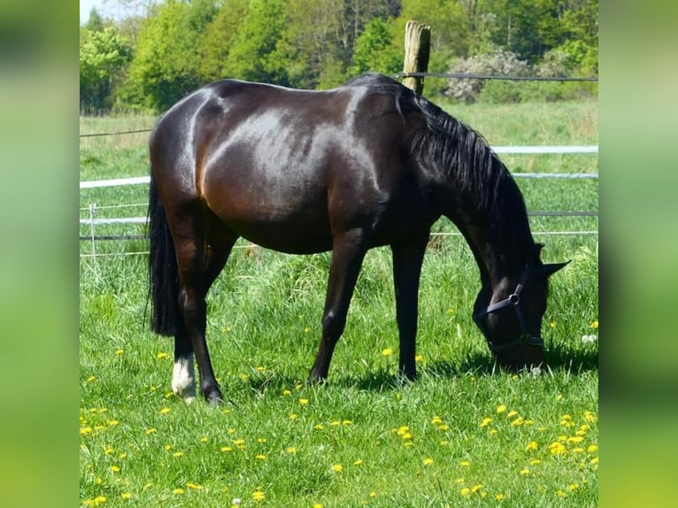 Oldenburger Springpferd Stute 11 Jahre 174 cm Dunkelbrauner in Warmsen