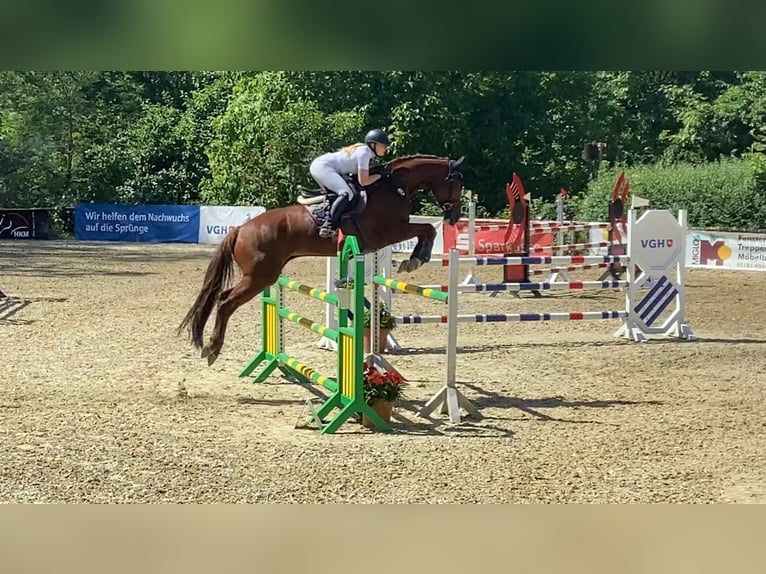 Oldenburger Springpferd Stute 11 Jahre 174 cm Dunkelfuchs in Hermannsburg