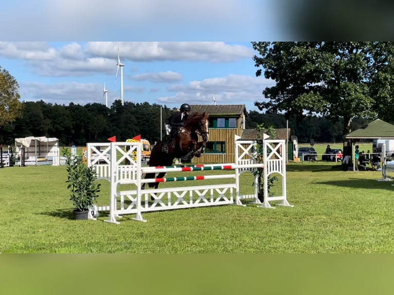 Oldenburger Springpferd Stute 11 Jahre 174 cm Dunkelfuchs in Hermannsburg