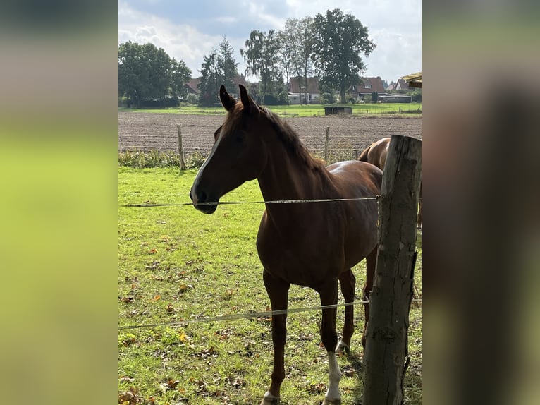 Oldenburger Springpferd Stute 11 Jahre 174 cm Dunkelfuchs in Hermannsburg