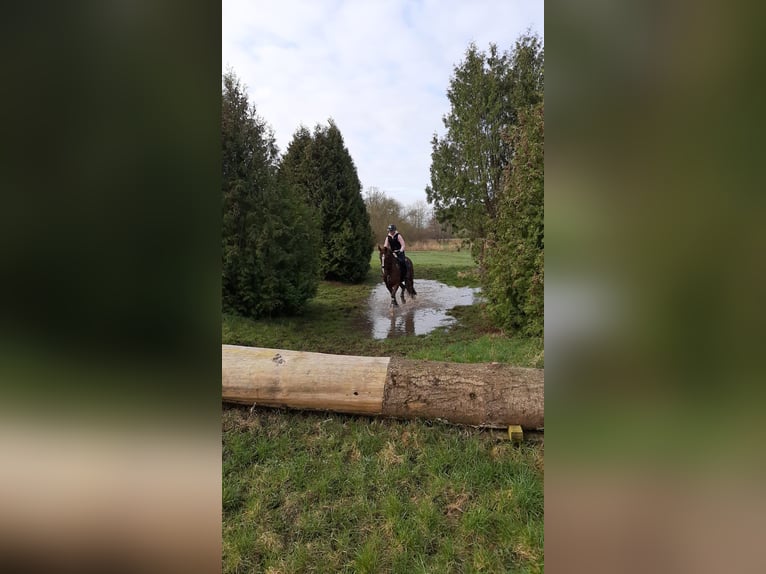 Oldenburger Springpferd Stute 11 Jahre 174 cm Dunkelfuchs in Hermannsburg