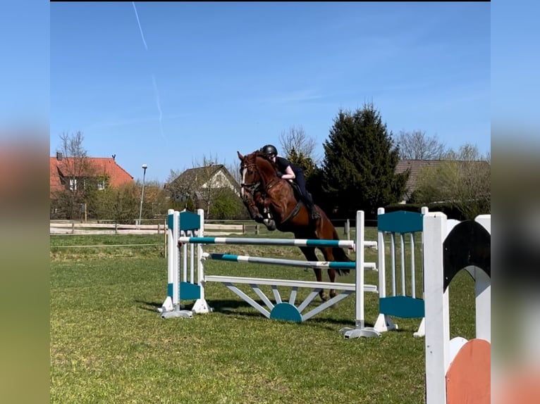 Oldenburger Springpferd Stute 11 Jahre 174 cm Dunkelfuchs in Hermannsburg