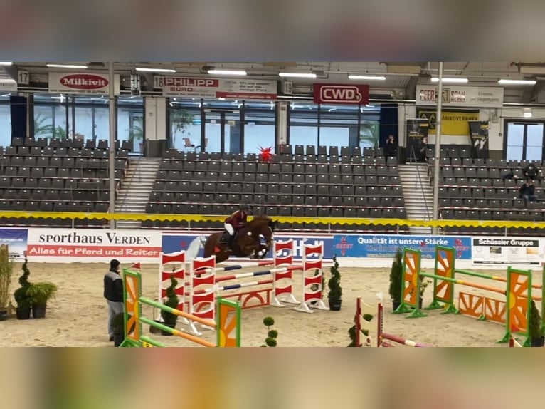 Oldenburger Springpferd Stute 11 Jahre 174 cm Dunkelfuchs in Hermannsburg