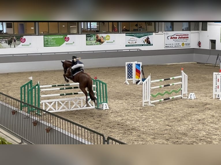 Oldenburger Springpferd Stute 11 Jahre 174 cm Dunkelfuchs in Hermannsburg