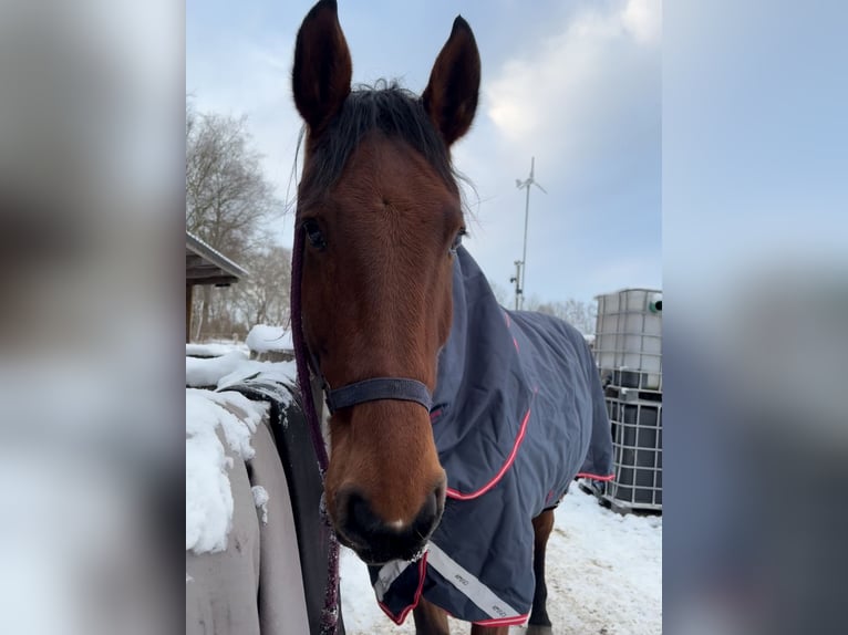 Oldenburger Springpferd Stute 11 Jahre 177 cm Brauner in Buxtehude
