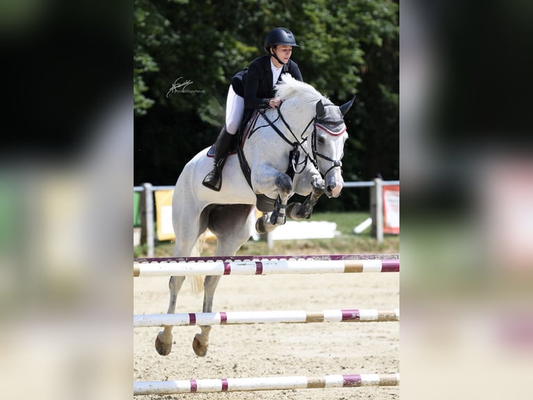 Oldenburger Springpferd Stute 11 Jahre 178 cm Schimmel in Traben-Trarbach