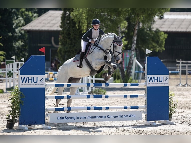 Oldenburger Springpferd Stute 11 Jahre 178 cm  in Simmenach