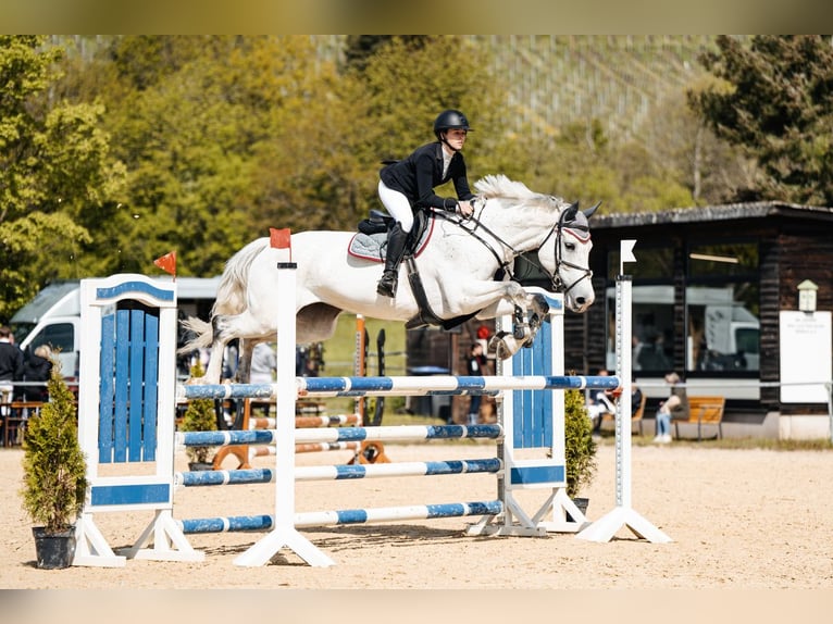 Oldenburger Springpferd Stute 11 Jahre 178 cm  in Simmenach