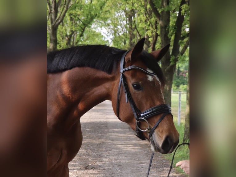 Oldenburger Springpferd Stute 11 Jahre Brauner in Delbrück