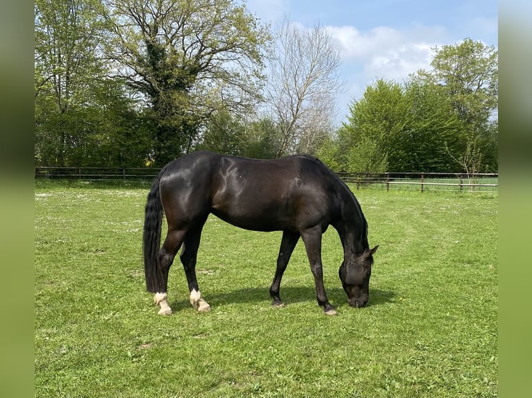 Oldenburger Springpferd Stute 12 Jahre 158 cm Rappe in Lübeck