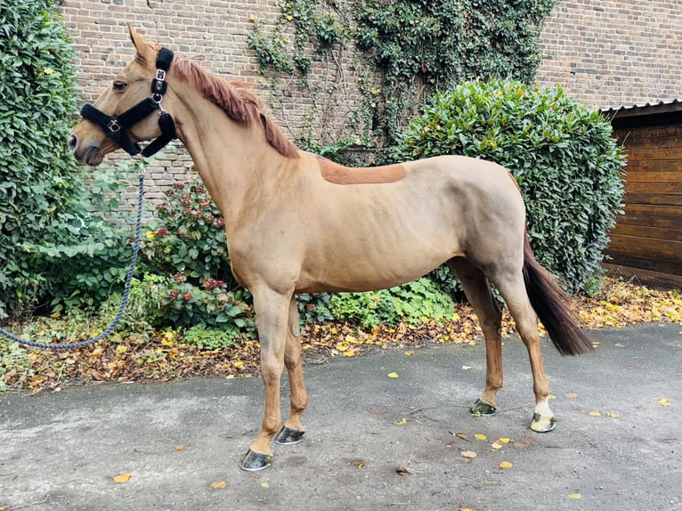 Oldenburger Springpferd Stute 12 Jahre 160 cm Fuchs in Erkelenz