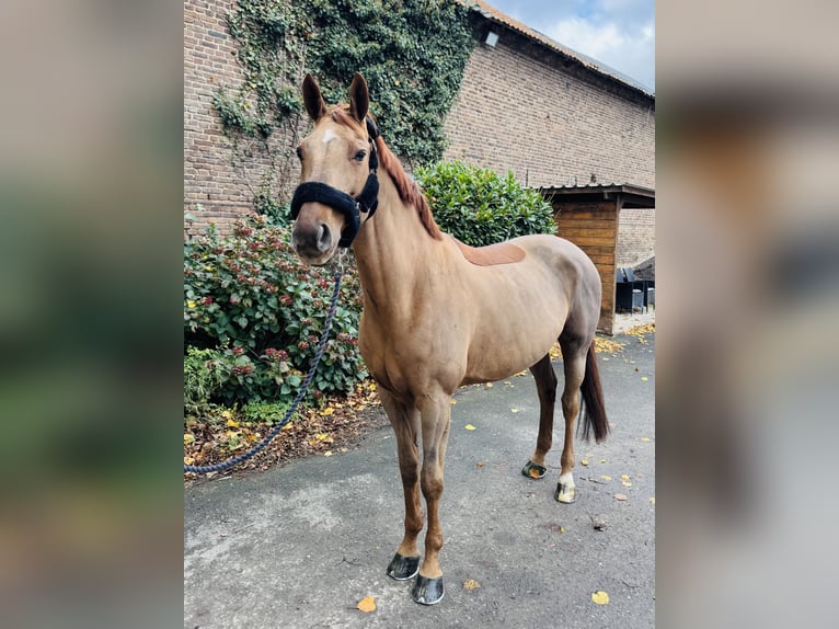 Oldenburger Springpferd Stute 12 Jahre 160 cm Fuchs in Erkelenz
