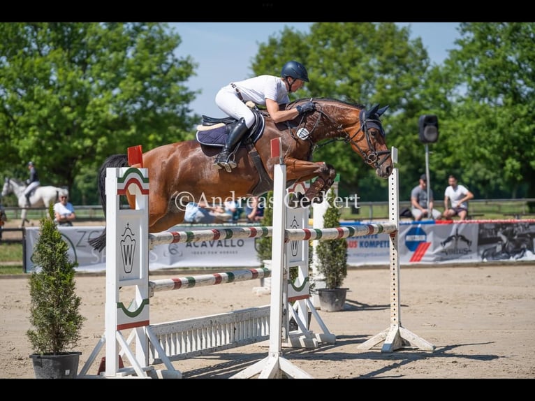 Oldenburger Springpferd Stute 12 Jahre 164 cm Brauner in Lünen