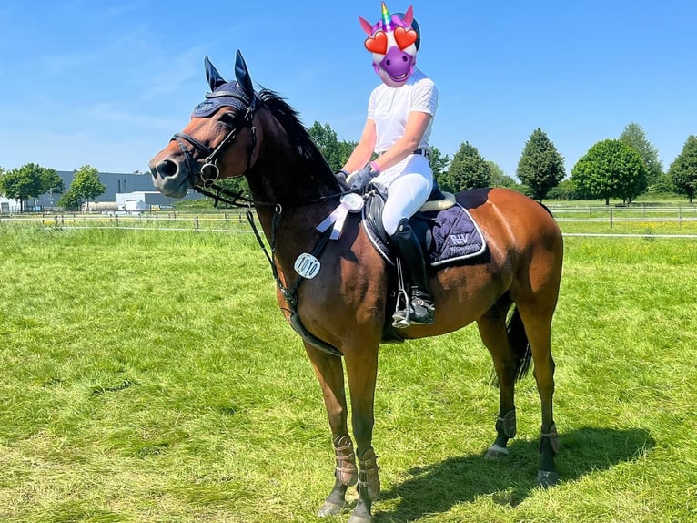Oldenburger Springpferd Stute 12 Jahre 164 cm Brauner in Lünen