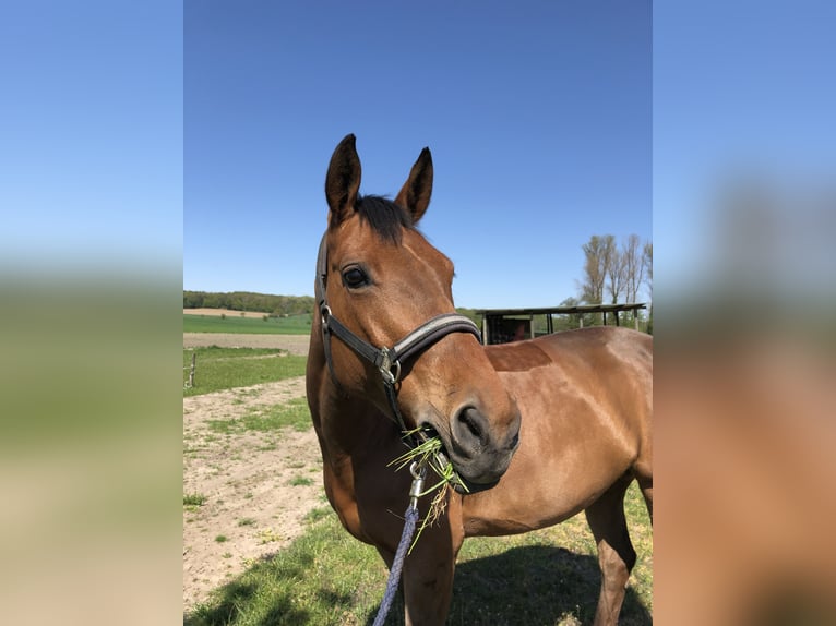 Oldenburger Springpferd Stute 12 Jahre 164 cm Brauner in Lünen