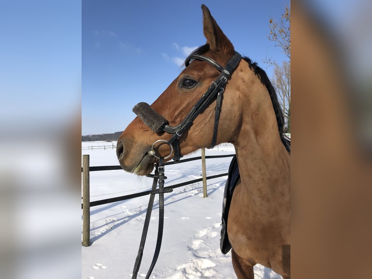 Oldenburger Springpferd Stute 12 Jahre 164 cm Brauner in Lünen