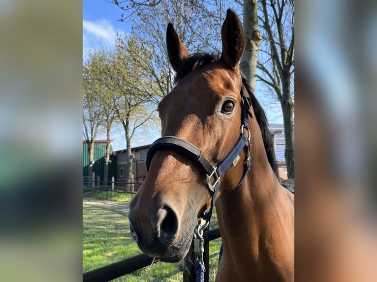 Oldenburger Springpferd Stute 12 Jahre 164 cm Brauner in Lünen